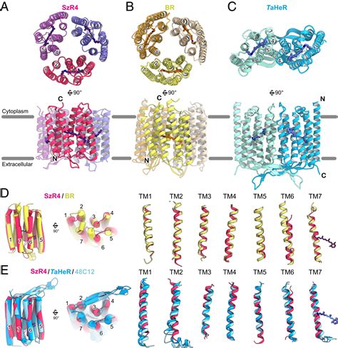 szrs nuni|Crystal structure of schizorhodopsin reveals mechanism of